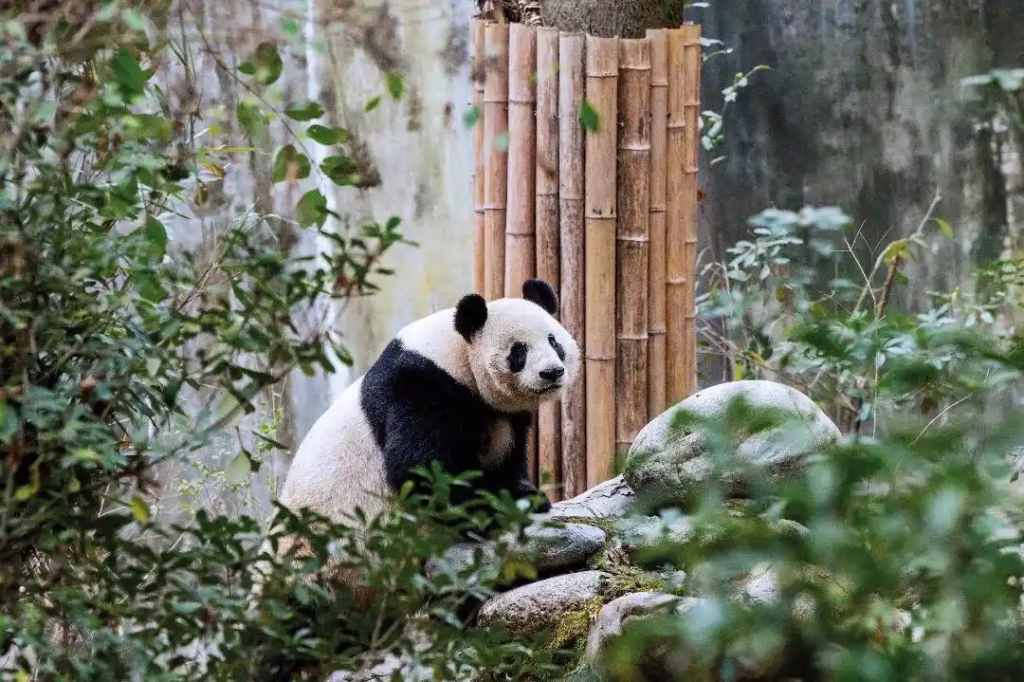 Giant Panda - Chengdu Tourism